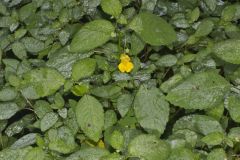 Yellow Jewelweed, Impatiens pallida