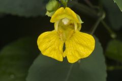 Yellow Jewelweed, Impatiens pallida