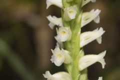 Yellow nodding Ladies' Tresses, Spiranthes ochroleuca