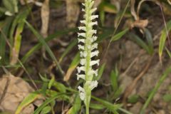 Yellow nodding Ladies' Tresses, Spiranthes ochroleuca