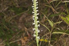 Yellow nodding Ladies' Tresses, Spiranthes ochroleuca