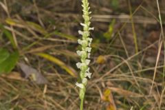 Yellow nodding Ladies' Tresses, Spiranthes ochroleuca