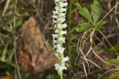 Yellow nodding Ladies' Tresses, Spiranthes ochroleuca