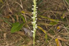 Yellow nodding Ladies' Tresses, Spiranthes ochroleuca