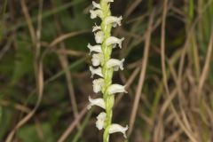 Yellow nodding Ladies' Tresses, Spiranthes ochroleuca