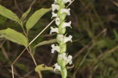 Yellow nodding Ladies' Tresses, Spiranthes ochroleuca