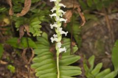 Yellow nodding Ladies' Tresses, Spiranthes ochroleuca