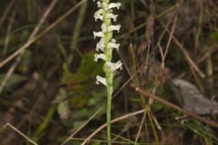 Yellow nodding Ladies' Tresses, Spiranthes ochroleuca