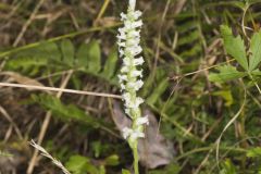 Yellow nodding Ladies' Tresses, Spiranthes ochroleuca