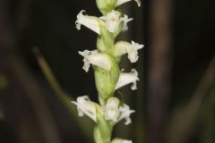 Yellow nodding Ladies' Tresses, Spiranthes ochroleuca