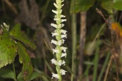 Yellow nodding Ladies' Tresses, Spiranthes ochroleuca