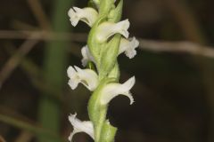 Yellow nodding Ladies' Tresses, Spiranthes ochroleuca