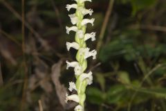 Yellow nodding Ladies' Tresses, Spiranthes ochroleuca