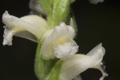 Yellow nodding Ladies' Tresses, Spiranthes ochroleuca