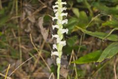 Yellow nodding Ladies' Tresses, Spiranthes ochroleuca