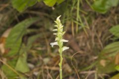 Yellow nodding Ladies' Tresses, Spiranthes ochroleuca