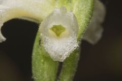 Yellow nodding Ladies' Tresses, Spiranthes ochroleuca