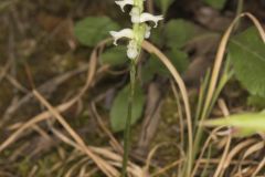 Yellow nodding Ladies' Tresses, Spiranthes ochroleuca