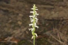 Yellow nodding Ladies' Tresses, Spiranthes ochroleuca