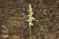 Yellow nodding Ladies' Tresses, Spiranthes ochroleuca