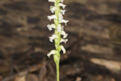 Yellow nodding Ladies' Tresses, Spiranthes ochroleuca