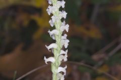 Yellow nodding Ladies' Tresses, Spiranthes ochroleuca