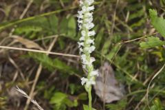 Yellow nodding Ladies' Tresses, Spiranthes ochroleuca