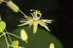 Yellow Passionflower, Passiflora lutea