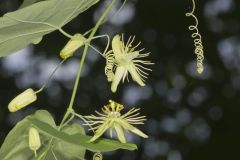 Yellow Passionflower, Passiflora lutea