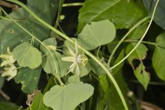 Yellow Passionflower, Passiflora lutea