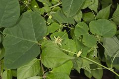 Yellow Passionflower, Passiflora lutea