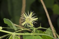 Yellow Passionflower, Passiflora lutea