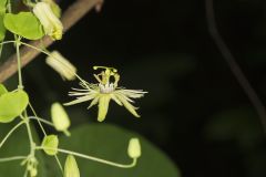 Yellow Passionflower, Passiflora lutea