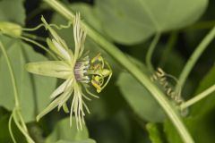 Yellow Passionflower, Passiflora lutea