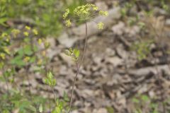 Yellow Pimpernel, Taenidia integerrima