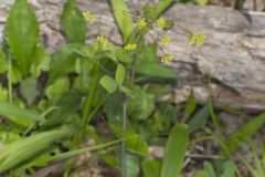 Yellow Pimpernel, Taenidia integerrima