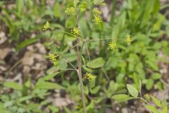 Yellow Pimpernel, Taenidia integerrima