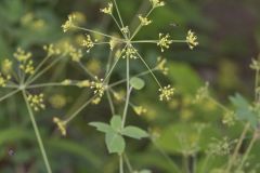 Yellow Pimpernel, Taenidia integerrima