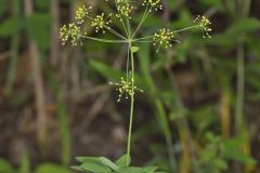 Yellow Pimpernel, Taenidia integerrima