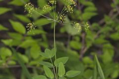 Yellow Pimpernel, Taenidia integerrima