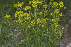 Yellow Rocket, Barbarea vulgaris