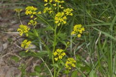 Yellow Rocket, Barbarea vulgaris