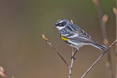 Yellow-rumped Warbler, Setophaga coronata