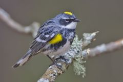 Yellow-rumped Warbler, Setophaga coronata