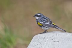 Yellow-rumped Warbler, Setophaga coronata