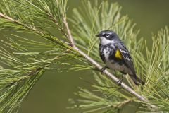 Yellow-rumped Warbler, Setophaga coronata