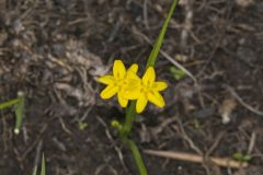 Yellow Star Grass, Hypoxis hirsuta