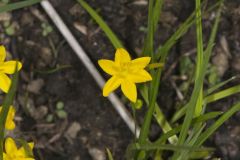 Yellow Star Grass, Hypoxis hirsuta