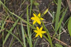 Yellow Star Grass, Hypoxis hirsuta