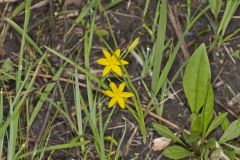 Yellow Star Grass, Hypoxis hirsuta